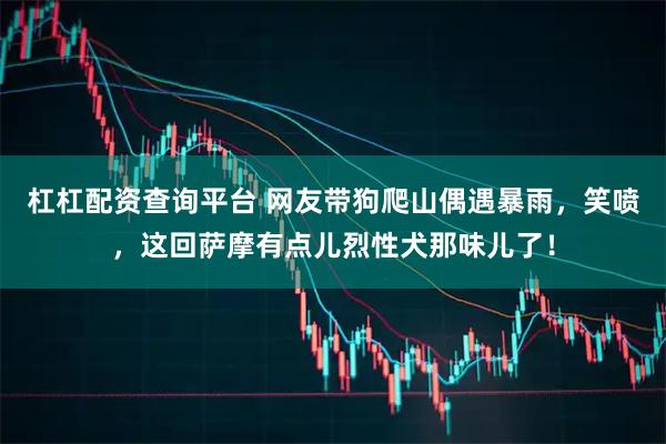 杠杠配资查询平台 网友带狗爬山偶遇暴雨，笑喷，这回萨摩有点儿烈性犬那味儿了！